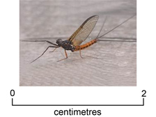 Leptofleb mayfly