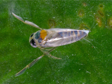 Backswimmer nymph