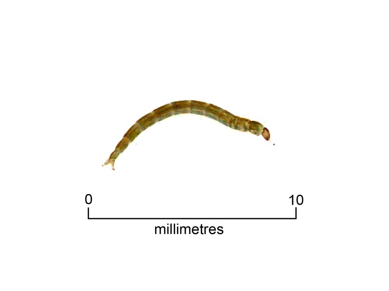 Biting midge/ sandfly larva
