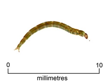 Biting midge/ sandfly larva