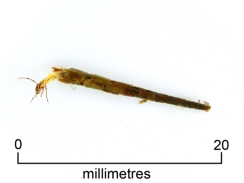 Caddisfly larva (+ scale)