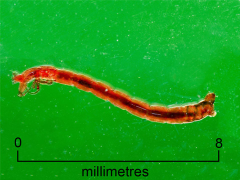 Chironomid larva (+ scale)
