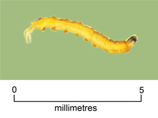 Crane fly larva