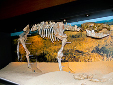 Diprotodon optatum fossil