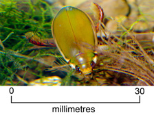 Diving beetle (+ scale)