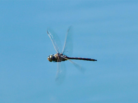 Male dragonfly