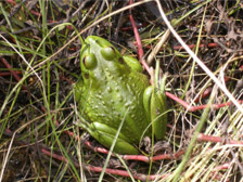Growling grass frog