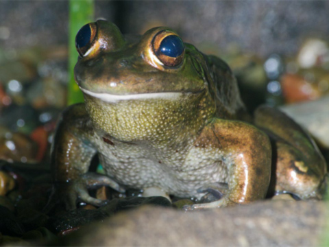 Growling grass frog