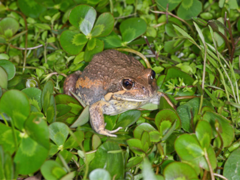 Pobblebonk frog