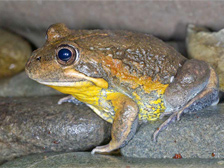 Pobblebonk frog near river