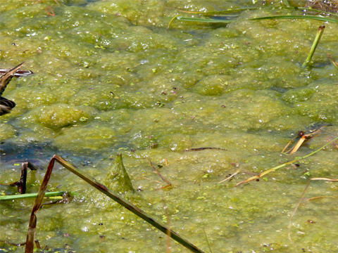 Pond slime