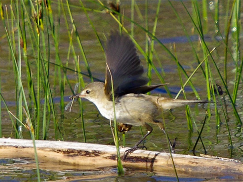 Reed warbler