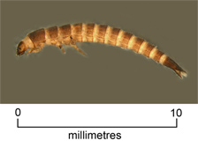 Riffle beetle larva