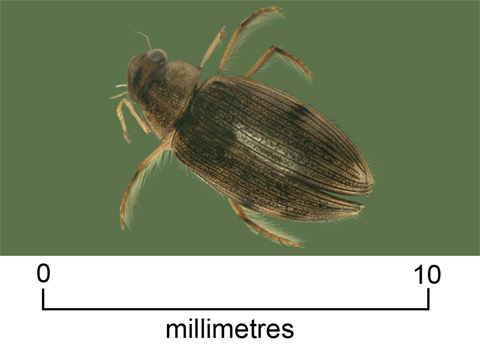 Scavenger beetle