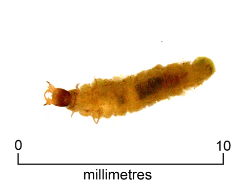 Scavenger beetle larva