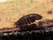 Screech beetle larva