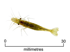 Freshwater shrimp