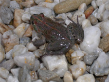 Spotted marsh frog, rocks