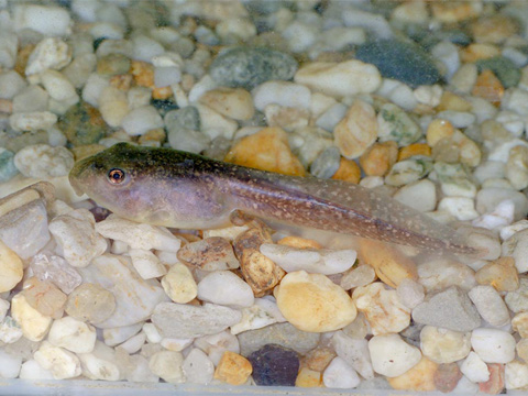 Spotted marsh frog tadpole