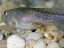 Pobblebonk tadpole