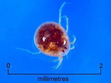 Water mite (+ scale)