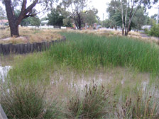 Ecolinc wetland
