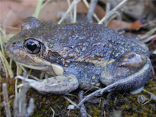 Pobblebonk frog in grasses