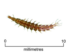 Whirligig beetle larva
