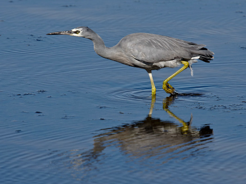 White-faced heron wading