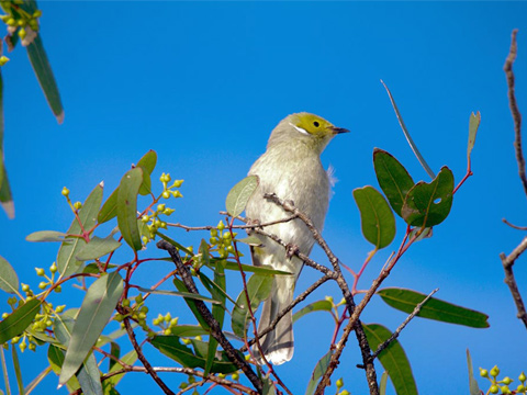 White-plumed honeyeater